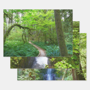 Ancient Groves Trail at Olympic National Park Wrapping Paper Sheet