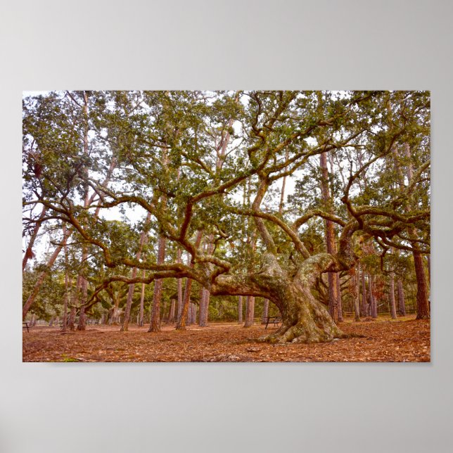 Ancient Live Oak, Cadillac Square, Dauphin Island Poster (Front)
