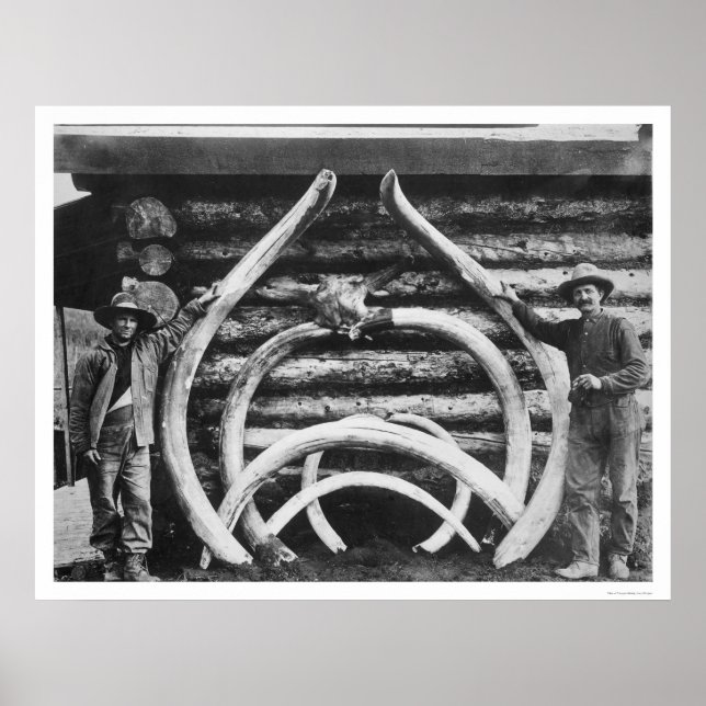 Ancient Mastodon Bones Alaska 1908 Poster (Front)