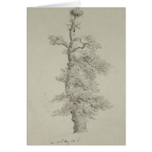 Ancient Oak Tree with a Stork's Nest