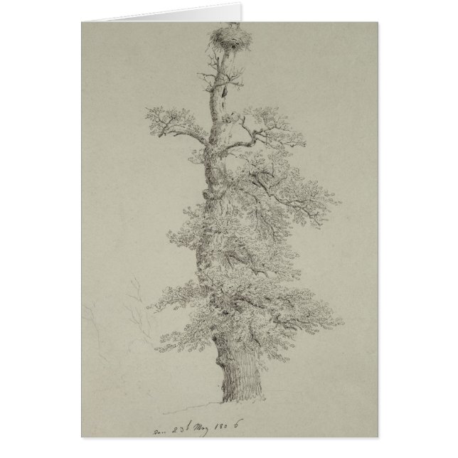 Ancient Oak Tree with a Stork's Nest (Front)