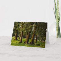 Ancient Oak Woodland Print