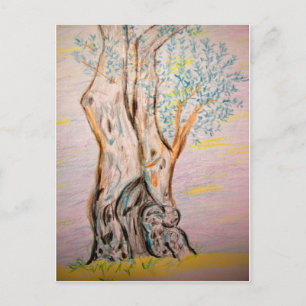 Ancient Olive Tree Postcard