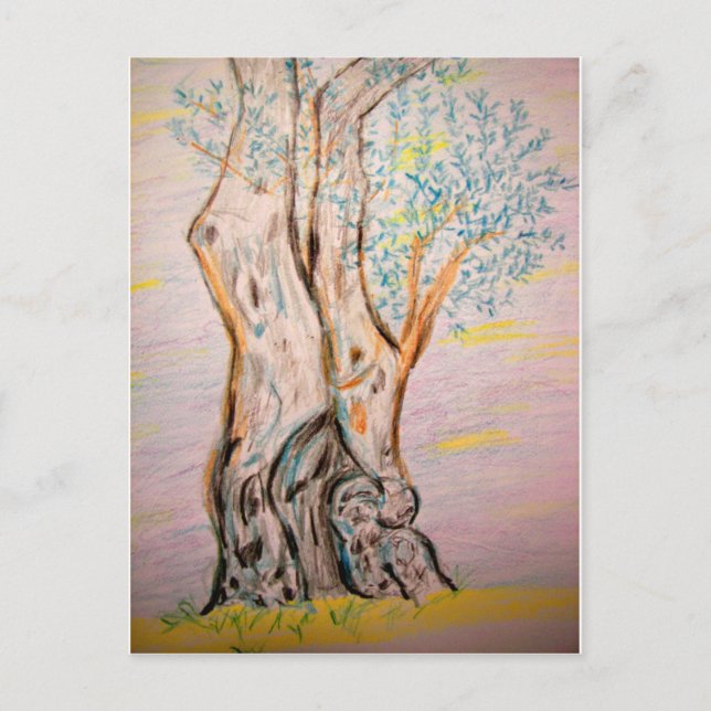 Ancient Olive Tree Postcard (Front)