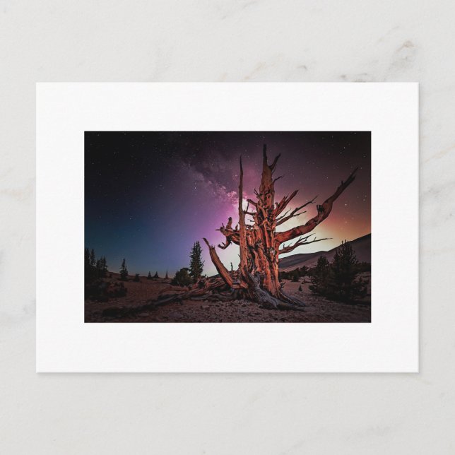 Ancient Pine and Milky Way Holiday Postcard (Front)