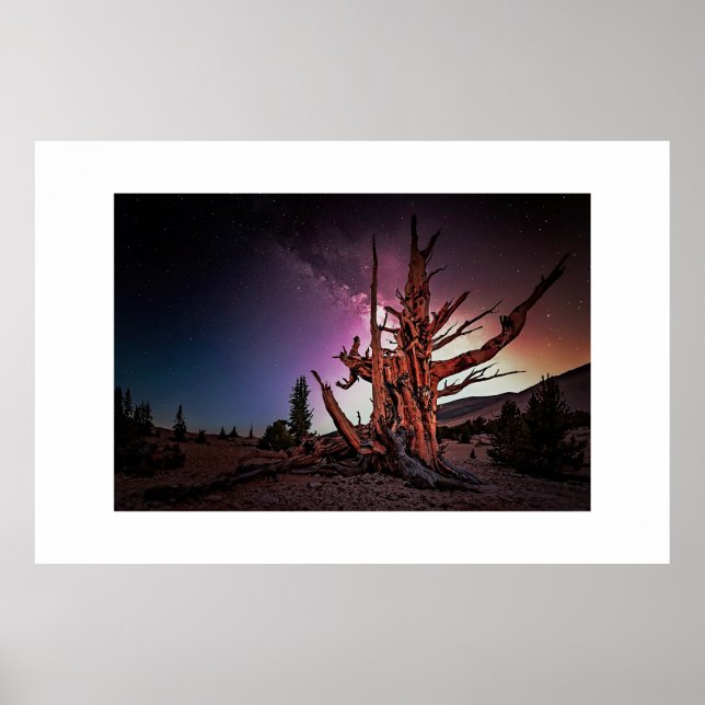 Ancient Pine and Milky Way Poster (Front)