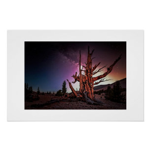 Ancient Pine and Milky Way Poster