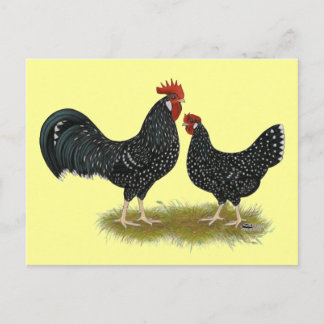 Ancona Chickens Postcard
