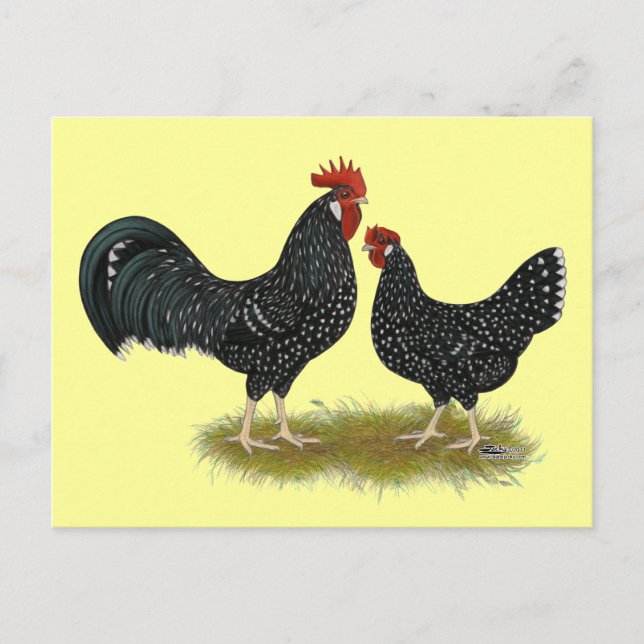 Ancona Chickens Postcard (Front)