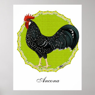 Ancona Rooster Poster