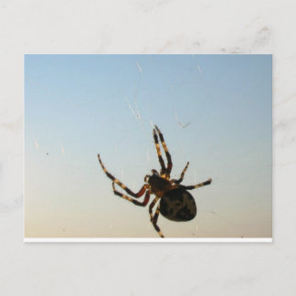 And Down Sat a Spider Postcard