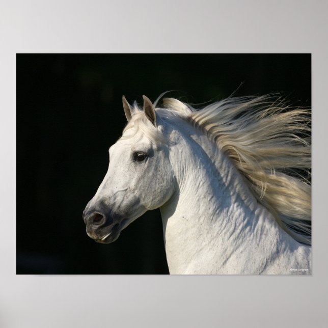 Andalucian Stallion Headshot Mane Flowing Poster (Front)