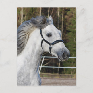 Andalusian 1 postcard