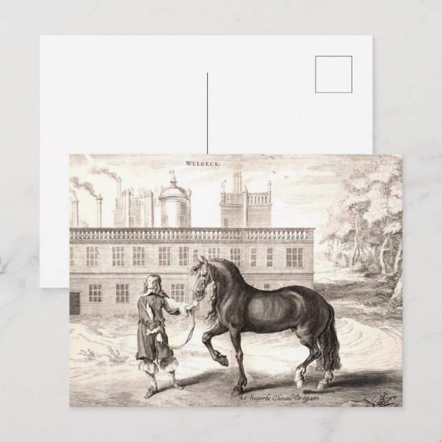 Andalusian PRE Horse – Vintage Spanish Engraving Postcard (Front/Back)
