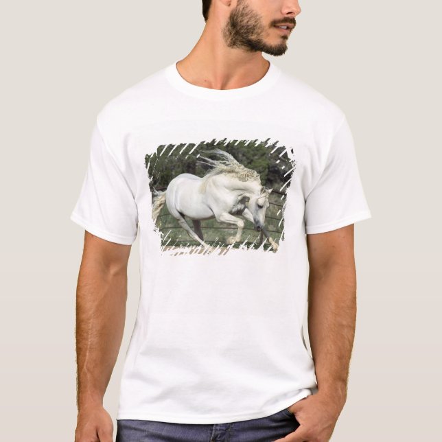 Andalusian Stallion running, PR T-Shirt (Front)