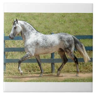 Andalusian Stallion Trotting Tile