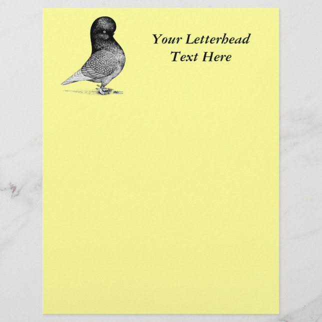 Andalusian Tumbler Pigeon (Front)