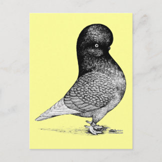 Andalusian Tumbler Postcard
