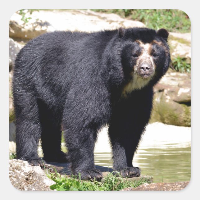 Andean bear square sticker (Front)