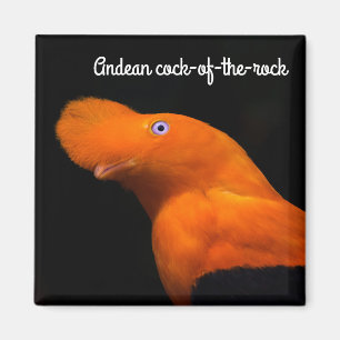 Andean cock-of-the-rock magnet