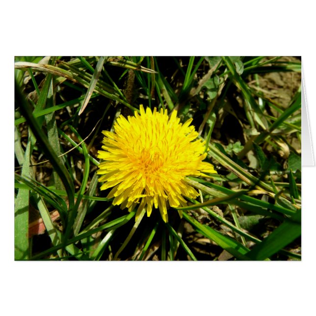 andelion (Front Horizontal)