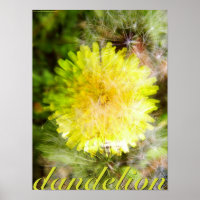 andelion