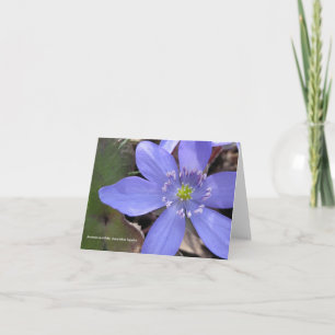 Anemone acutiloba, sharp-lobed hepatica card