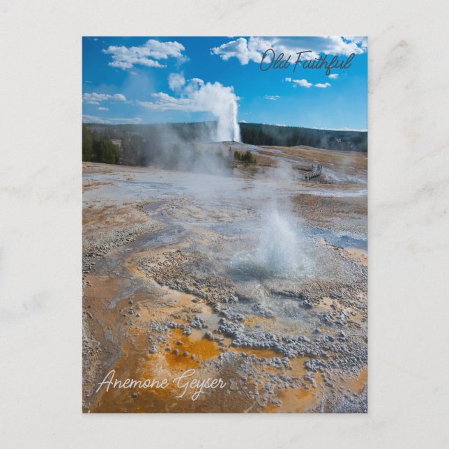 Anemone and Old Faithful Geysers Erupting Postcard (Front)