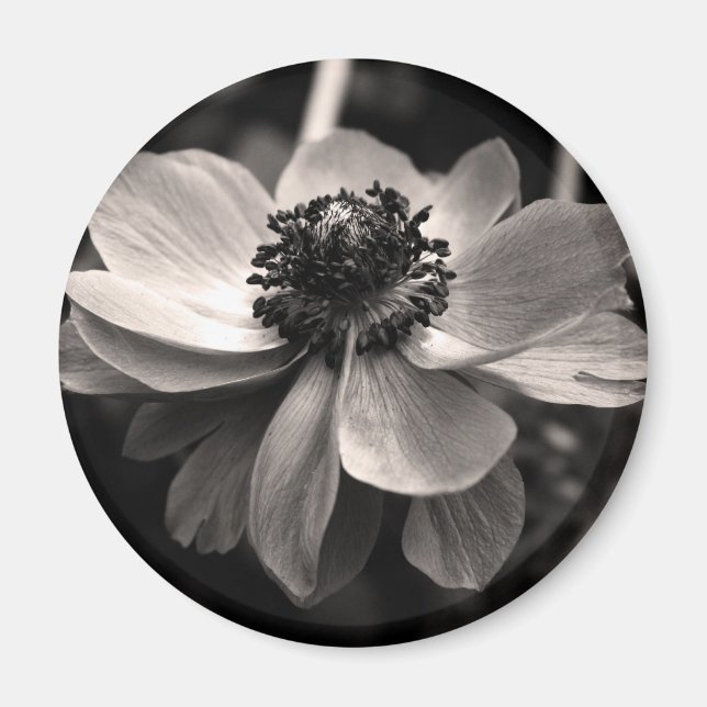 Anemone Black White Photography Round Magnet (Front)