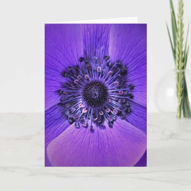 Anemone, card (Front)
