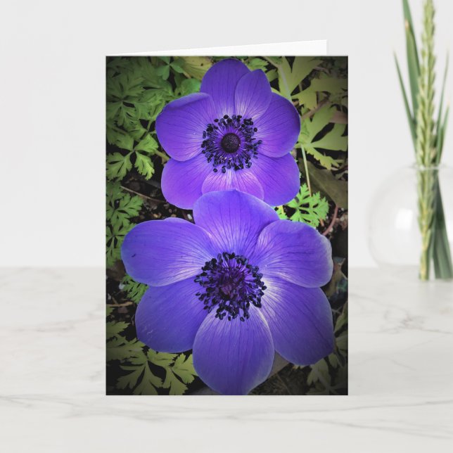 Anemone, card (Front)