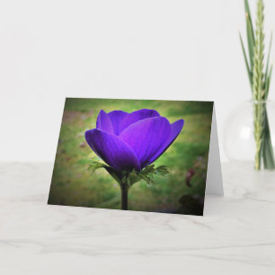 Anemone, card