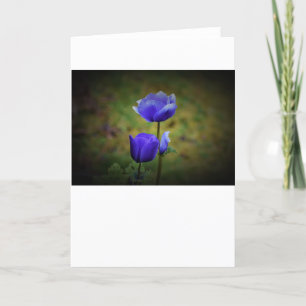 Anemone, card