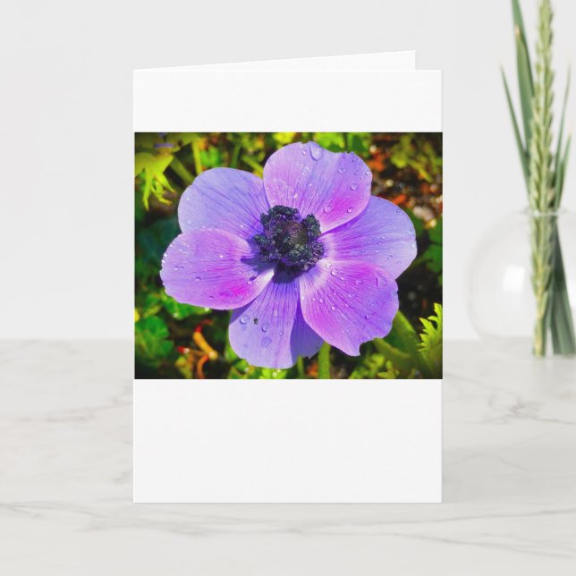 Anemone, card (Front)