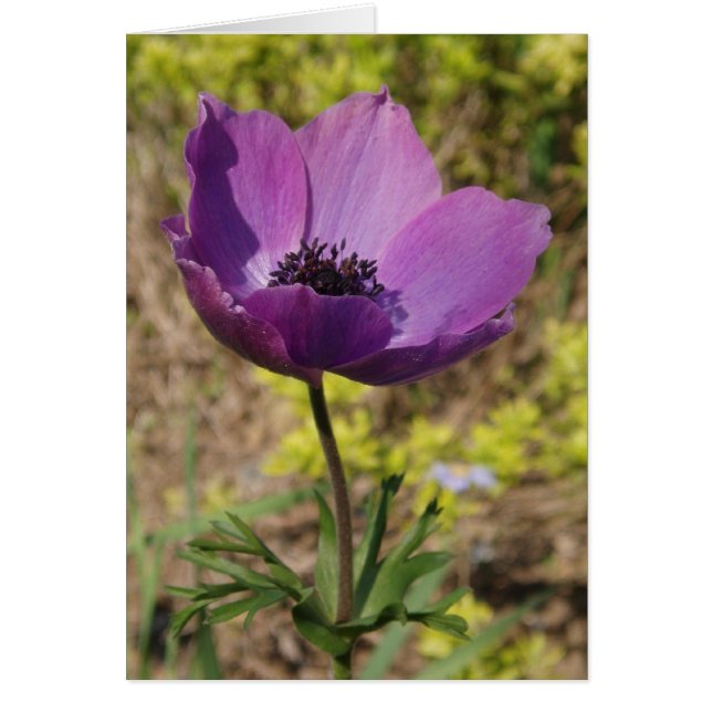 Anemone Card (Front)