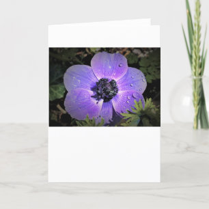 Anemone, card
