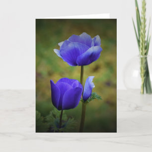 Anemone, card