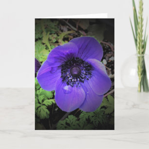 Anemone, card