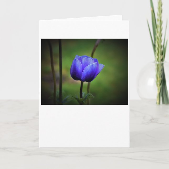 Anemone, card (Front)