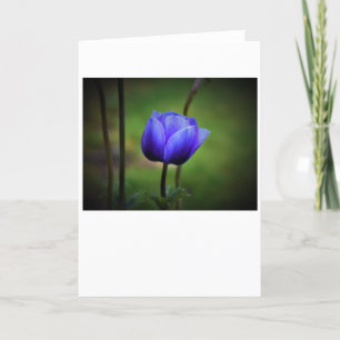 Anemone, card