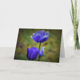 Anemone, card