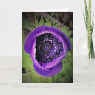 Anemone, card