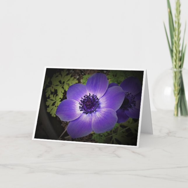 Anemone, card (Front)