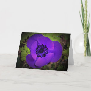 Anemone, card