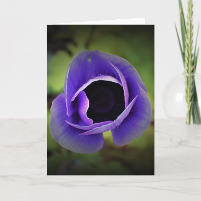Anemone, card (Front)