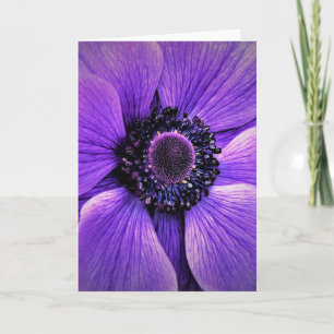 Anemone, card