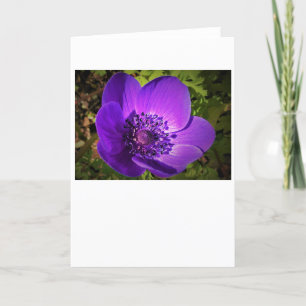 Anemone, card