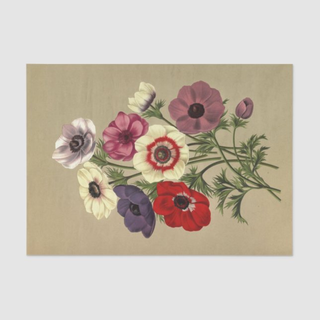 Anemone Coronaria by Arentina Hendrica Arendsen Tissue Paper (Front)