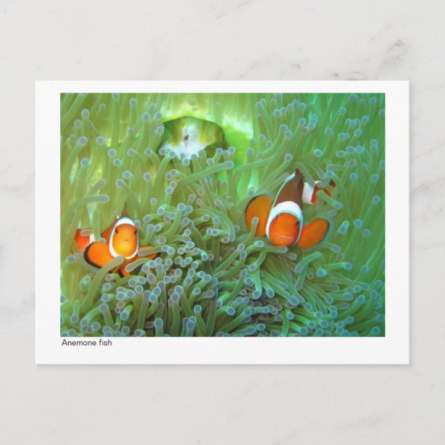 Anemone fish - 02 postcard (Front)