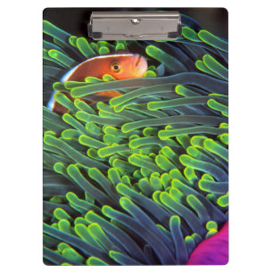 Anemone Fish Hiding In Anemone, Mozambique 2 Clipboard